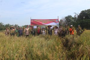 Tingkatkan ketahanan Pangan Kepala Staf Kodim Pati Panen Bersama