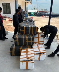 Bea Cukai Batam Gagalkan Penyelundupan Benih Baby Lobster Senilai Rp9 Miliar