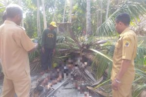 Seorang Pelajar di Kabupaten Kupang Meninggal Tertimpa Pohon Tumbang