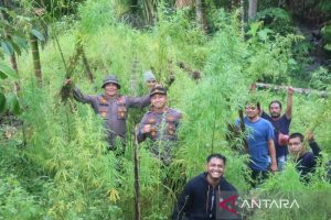 Polisi Temukan Lima Hektare Ladang Ganja di Aceh Utara