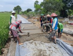 Hasil Kerjasama Satgas TMMD dan Warga Kalikudi mulai Membuahkan Hasil