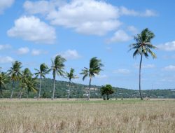 BMKG ingatkan 12 kabupaten di NTT waspada hujan dan angin kencang