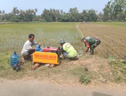 Atasi Kendala Petani, Babinsa Nusawungu Bantu Petani Mengairi Sawah