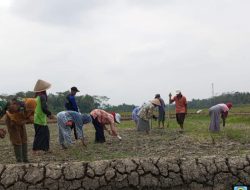 Babinsa Bulaksari Dukung Penanaman Kacang Hijau Varietas Vima 5