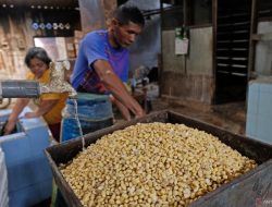 Peneliti BRIN sebut swasembada kedelai butuh kebijakan ekstrem