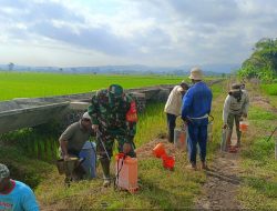 Babinsa Wanareja dan UPT Penyuluh Pertanian Bersama-Sama Perangi Hama Wereng