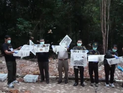 Karantina Kepri Lepasliarkan 1.200 Burung Pipit ke Alam