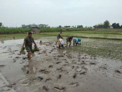 Sukseskan Ketahanan Pangan Diwilayah Binaan, Babinsa Terjun Kesawah