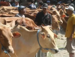 Fapet UGM bentuk Satgas Penanggulangan Penyakit Mulut dan Kuku
