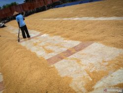 Berjuang Menyerap Gabah Petani