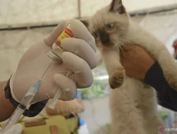 268 Hewan di Cakung Barat Divaksinasi Untuk Cegah Rabies