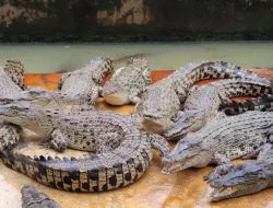Ketika Sungai Tak Lagi Ramah, Serangan Buaya Hantui Kampung Bugis