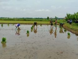 Begini Aksi Babinsa Koramil Tayu Bantu Petani