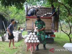 TNI AU Perkuat Ketahanan Pangan di Malang Dengan Budidaya Jamur Tiram