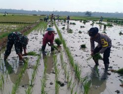 Swasembada Pangan Nasional, Babinsa dan Bhabinkamtibmas di Patimuan Melaksanakan Pendampingan Tanam Padi