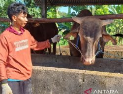 Doa di Kertas HVS, Sapi Kurban Presiden untuk Warga Tanjungpinang, Bernama Jearsen