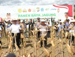 Kapolri Listyo Sigit Hadiri Panen Raya Jagung di Bone Dukung Ketahanan Pangan Nasional