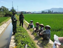 Dampingi Petani, Babinsa Sosialisasikan Program Sergab