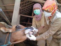 Kurban Sehat, Ibadah Khusyuk, Pengorbanan Mereka di Balik Layar Idul Adha