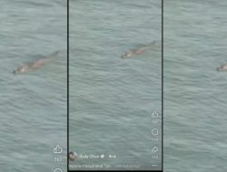 AWAS!!! BUAYA DI PELABUHAN TANJUNGPINANG SIAP MEMANGSA