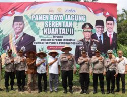 Semangat Panen Jagung, Kolaborasi Polres Lingga dan Petani untuk Ketahanan Pangan