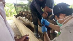 DKPP Batam selesaikan vaksin hewan tahap kedua untuk 400 sapi di Batam. Vaksin PMK diberikan serentak guna mencegah penyebaran penyakit mulut dan kuku