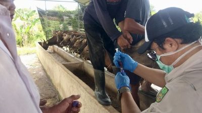 DKPP Batam Tuntaskan Vaksin Hewan Tahap Kedua, 400 Sapi Terlindungi dari PMK