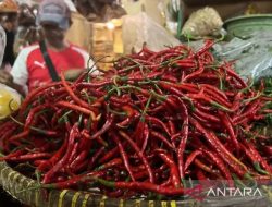 PIHPS: Harga cabai rawit Rp55.250 per kg, telur ayam Rp31.800 per kg