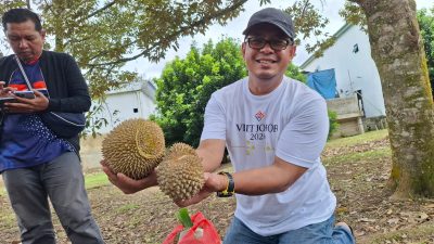 Pesta durian langsung di bawah pohon duriannya.