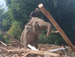 Meski Rumahnya Dirusak, Gajah Sumatera Tetap datang Membantu