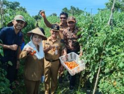Panen Raya di Binjai, Bupati Cen Sui Lan Dorong Hasil Tani Natuna Pasok Program Makan Bergizi Gratis