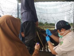 DKPP Batam ajukan 1.200 dosis vaksin PMK untuk sapi kurban 2026
