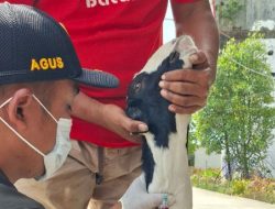 Barantin Jambi tingkatkan pengawasan lalu lintas hewan ternak