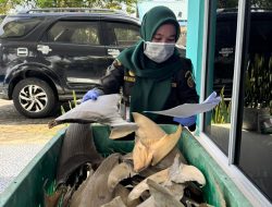 Bebas HPIK, Sirip Ikan Hiu Diterbitkan Sertifikat Kesehatan