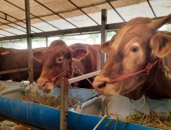 DKPP Batam sebut kebutuhan hewan untuk kurban capai 9.000 ekor