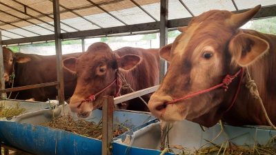 DKPP Batam sebut kebutuhan hewan untuk kurban capai 9.000 ekor