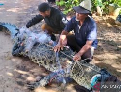 Ngeri Buaya Masuk ke Jaring Nelayan di Tanjungpinang