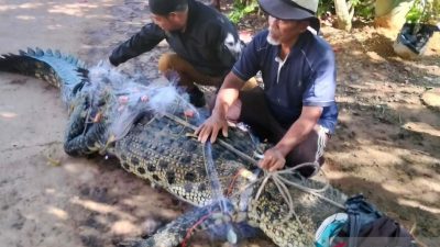 Ngeri Buaya Masuk ke Jaring Nelayan di Tanjungpinang