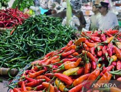 Cabai Natuna Melimpah, Solusi Lewat Kerja Sama Daerah