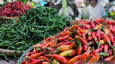 Cabai Natuna Melimpah, Solusi Lewat Kerja Sama Daerah