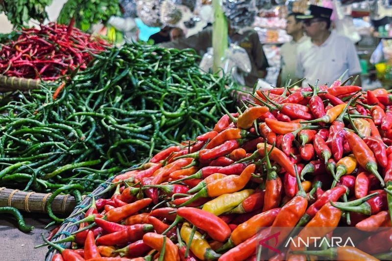 Cabai Natuna melimpah, Pemkab Natuna jajaki kerja sama dengan Anambas untuk menjaga pasokan dan stabilitas harga serta menekan inflasi daerah.