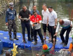 Ikan Sapu-Sapu Jakarta Diburu Massal, Pramono Turun Tangan Bersihkan Sungai
