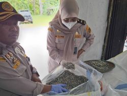 9,2 Ton Ikan Teri Kering Disertifikasi Karantina Kepri