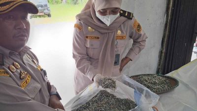 9,2 Ton Ikan Teri Kering Disertifikasi Karantina Kepri