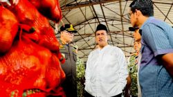 Mentan Amran minta pengusutan tuntas mafia pangan terkait penyelundupan bawang dan cabai ilegal, demi melindungi petani dan menjaga stabilitas harga.