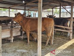 Pemprov Papua pastikan hewan kurban sehat dan layak konsumsi