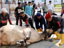 Pemkot Batam salurkan 45 sapi dan 21 kambing kurban Idul Adha 2026