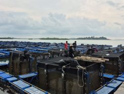 BPBL Batam sebut minat budidaya lobster modeling mulai meningkat