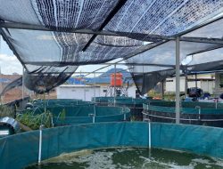 Pemkot: Sistem bioflok solusi lahan terbatas budidaya ikan di Batam