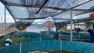 Pemkot: Sistem bioflok solusi lahan terbatas budidaya ikan di Batam